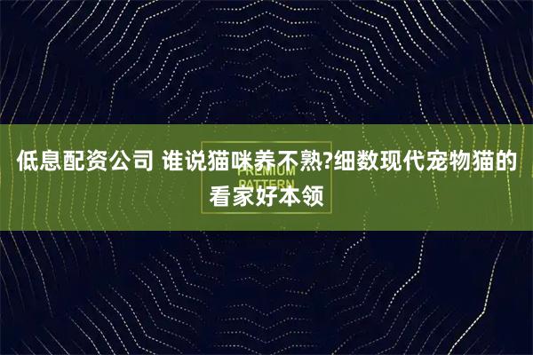 低息配资公司 谁说猫咪养不熟?细数现代宠物猫的看家好本领